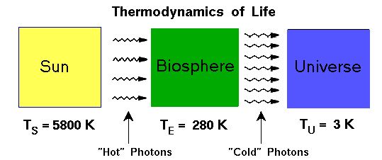 thermodynamics of life